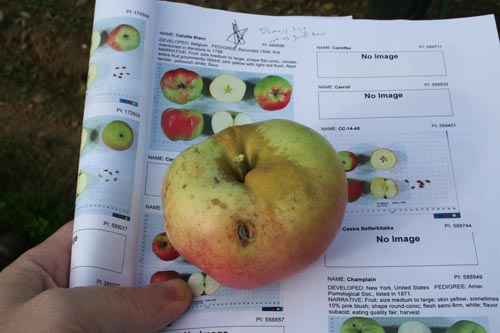 AnswerKeyCalvilleBlancDHiver This is how we found our way around the orchard. I printed out an answer key to the whole thing. Calville Blanc D'Hiver, by the way, is a great old French variety.