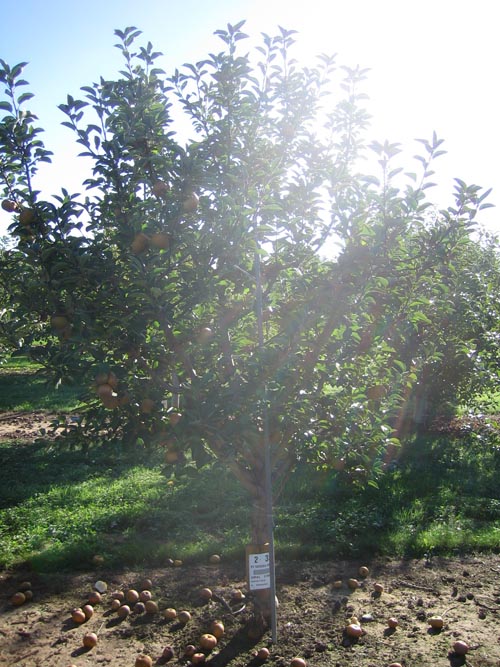 AshmeadsKernelTree The Ashmead's Kernel tree in Geneva