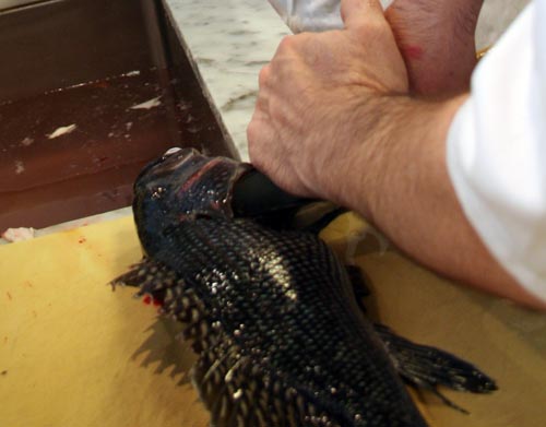 Black_Bass_Breathing_Knife Pushing the knife down so the fish can "breathe on its own" and not convulse.