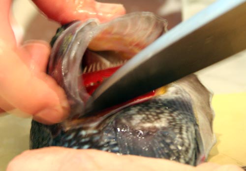 Live black bass tend to flare their gills, giving a good view of where to put the knife for the kill.