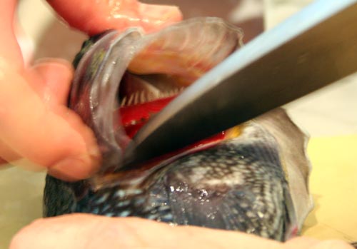 Black_Bass_With_Open_Gills_Deba Live black bass tend to flare their gills, giving a good view of where to put the knife for the kill.