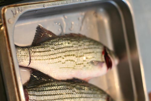 Finished_Stripers Finished stripers