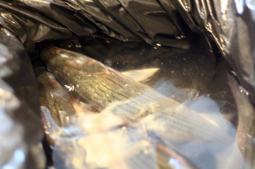 Live fish in a trash bag