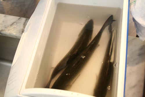 FishInBucket Bass in a bucket awaiting their fate