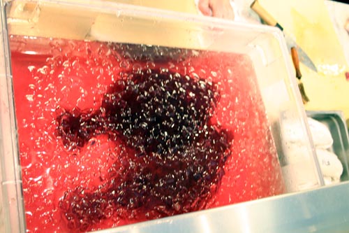 Fluke_Punch The fluke water gets rather gory. We called it fluke punch.