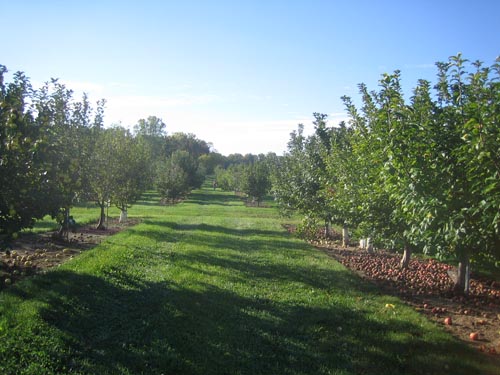 Geneva1 The apple orchard at Geneva (aka the germplasm repository).