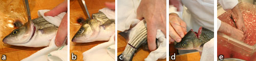 Ike_Jime Fish 3 “Ike Jime”: a and b) cut spine and vessels at head; c) cut spine and vessels at tail; d) shove sharpened piano wire down neural canal (where the spinal cord is) to destroy spinal cord; e) bleed in ice water then remove head and gut