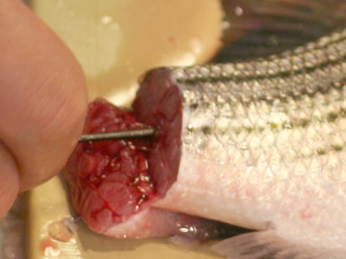 Needle_In_Bass_Spine Shove a needle all the way down the spine of the fish. This is the mystical part of ike jime. This is supposed to make the muscles "not even know they are dead."