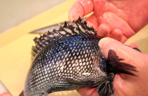 Proper_Way_To_Hold_A_Bass Chef Suzuki shows the proper way to hold a black bass, gripping tightly around the gills. Improper holding can get you pricked with the fins, causing a bad infection.