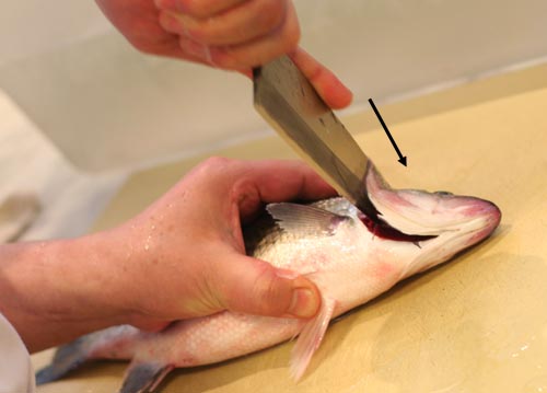 Push_Down_to_Sever_Spine_Striper ... and push down to sever the spine and blood vessels.