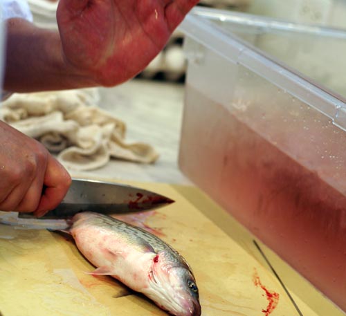 Sever_The_Tail_Striper Sever the spine and blood vessels at the tail. Suzuki is about to give the knife a whack with his hand.
