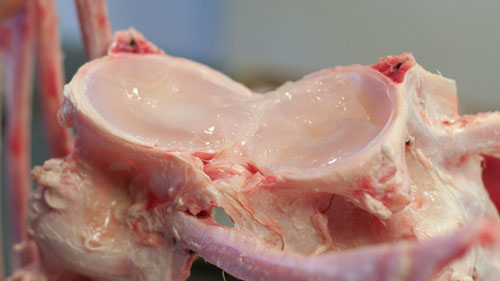 TunaSpineCut The spine broken open. Be careful to keep the jelly clean.