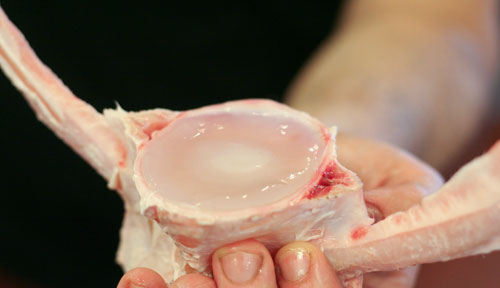 TunaSpinePresented Tuna spinal jelly in the spine