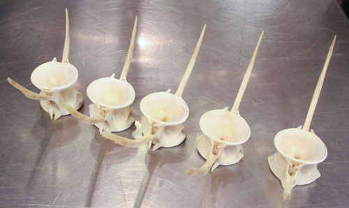 TunaSpinesCleaned Clean tuna bones