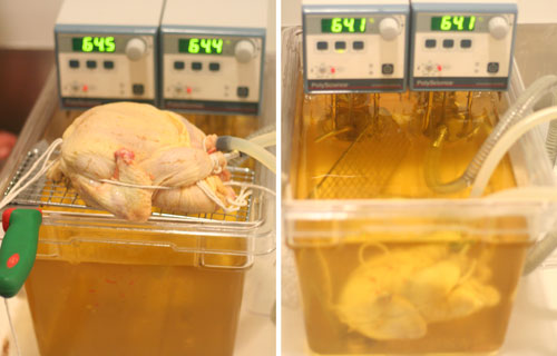 Bionic_chicken