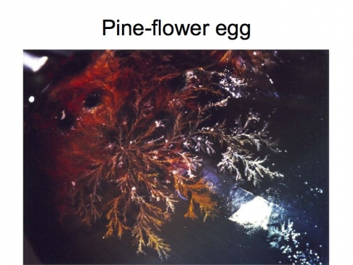 pine floweregg