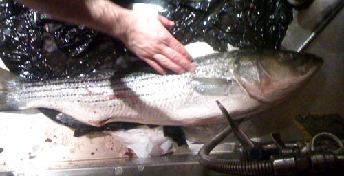 CleaningTheFish