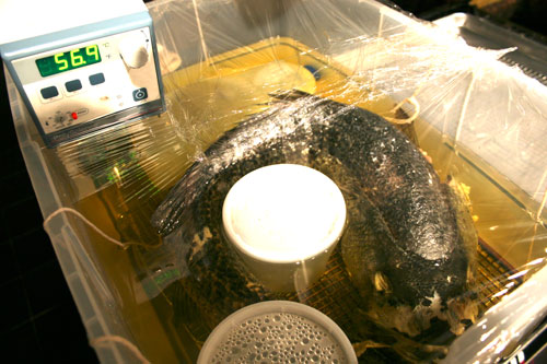 Fish_Oil