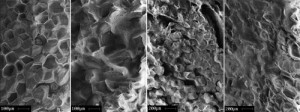 Left to Right: Cut fries soaked in water without SP-L (300x); Cut Fries soaked in water with SPL (300x); No SP-L after first fry --note the fissures and cracks; With SP-L after first fry --smooth.  These pictures reprinted without permission from "The Effects of Enzymes on Fat Content and Texture of French Fries", G. Lisinska, et al.  N.B. The technique used in that paper isn't the same one we use --they soak after an initial blanch, we soak before we blanch.