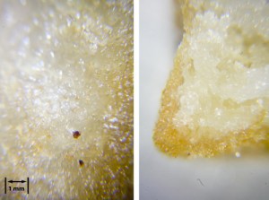 The winning fry: SP-L soaked, not dried.