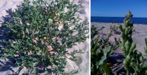 Wild sea rocket. Notice the buds on the right.