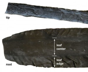 Close up of Ma Kombu showing the different parts.