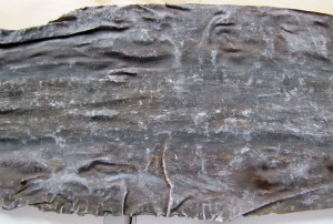 Closeup of farmed Rishiri Kombu.