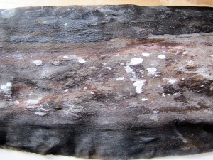Closeup of Rausu Kombu.