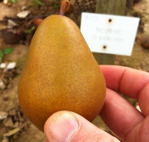 Beurre D'Avalon. Rosewater.