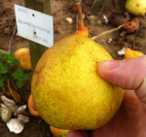 The Beurre Superfin.