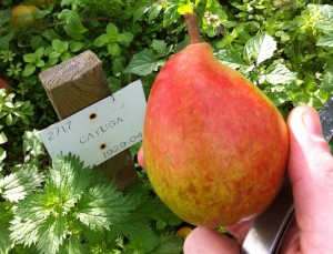 Cayuga, a New York variety developed in the 1920's by U P Hedrick, one of the greatest American fruit writers, tasted of Nik-L-Nips.  The US pear collection group in Corvallis Oregon didn't think it was so special --but the Brogdale people liked it.