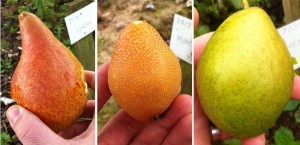 Three weird pears (left to right): JI 4244, tastes like animal musk; Perdue 41, tastes likegiant water-bug essence; Hermansverk 1/1, tastes like canned black olives.
