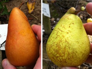 Rare Pears: Nimrod (left); Narun Barun (right).