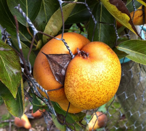 Bosc pear - Wikipedia