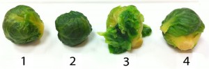 1. Cooked in unsalted water, color faded, but firm; 2. Cooked in salted water, color less faded, still firm; 3. Cooked in salted water with a bit of baking soda, green as hell but mushy as hell; 4. cooked ni salted water with a pinch of Cal, green as hell, still firm.