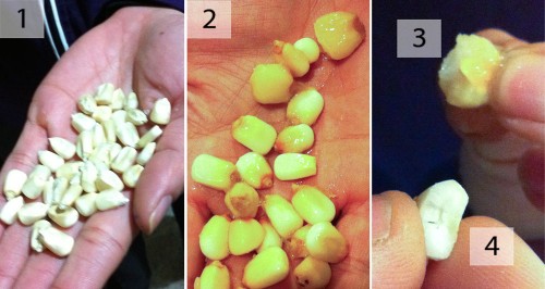 Corn_3_Stages