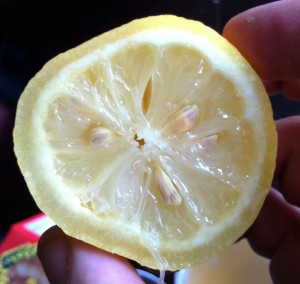 Funky freeze-thaw lemon.  Note the tissue damage on the rind and the overall translucency of the fruit.
