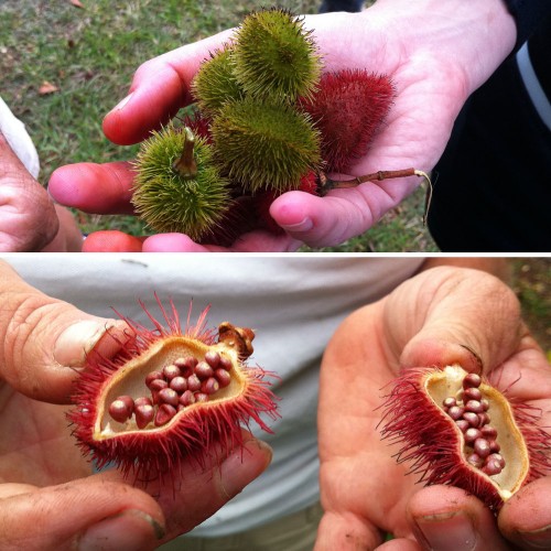 Achiote