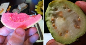 Pretty guavas that I don't care for.