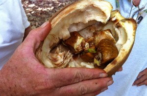 Guiana Chestnut. The seeds are cooked and eaten.  They taste a little like chestnuts (duh).