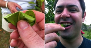 Close-up of crushed lemon allspice leaf and Chris Young sniffin and munchin.