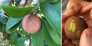 Sapodillas: scratch the skin with your fingernail. If it shows green it isn't ready to pick.