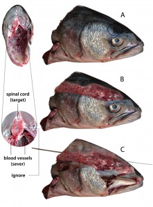 This is a bluefish head. A. Find the soft spot.  This is where you should spike the fish. B. here is a cut-away showing the location of the fish brain. C. A full cut-away showing the position of the needle in the spinal column. On the left is a cross-section view showing the spinal cord versus the blood vessels. In the real life, you wouldn't stick the needle in this side --towards the head, but the other --towards the body. In the tail section of the fish, the blood vessels converge into one bundle.