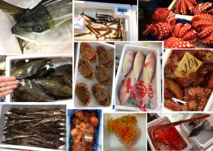 Fish montage. Click for a larger version.