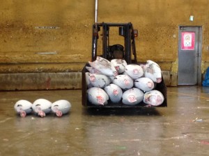 Frozen Bluefin Tuna in a loader at Tsukiji Market