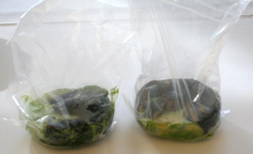 SpunWholeAvocados Whole avocados 4000 g's 20 minutes. Stupid.