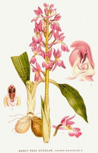 Salep orchid (from wikimedia commons).