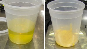 Left: clarified juice. Right: sludge from the bottom of the bucket.