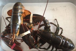lobster